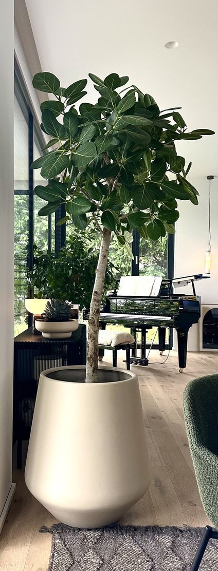 Der Baum bringt so Der Baum bringt so