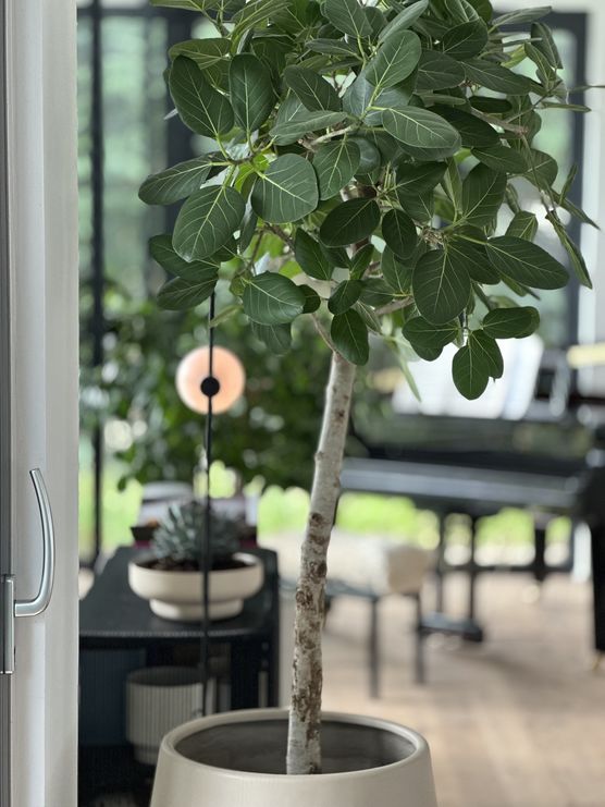 Noch einmal die wunderschöne Noch einmal die wunderschöne