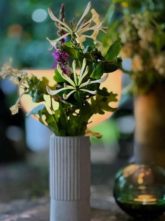 Wildblumen heute im Wald Wildblumen heute im Wald