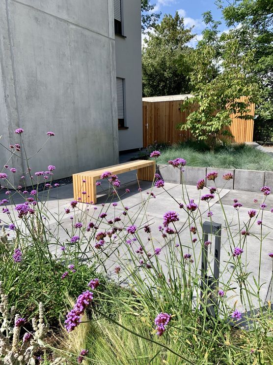 Eisenkraut... eine meiner Lieblingsstauden... Eisenkraut... eine meiner Lieblingsstauden...