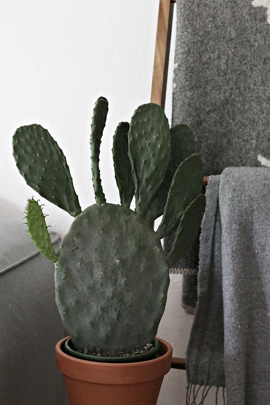 babykaktus babykaktus