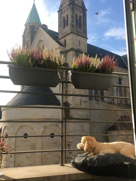 Hund müsste man sein.. Hund müsste man sein..