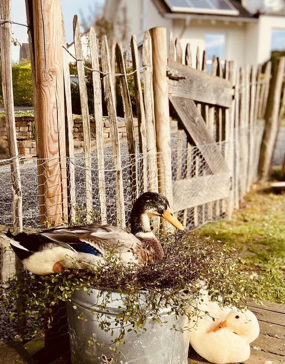 Bild von Pellebär Bild von Pellebär