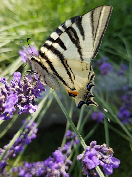 Ein ganz seltenen , Ein ganz seltenen ,