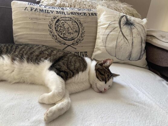 Bild von steklei Bild von steklei