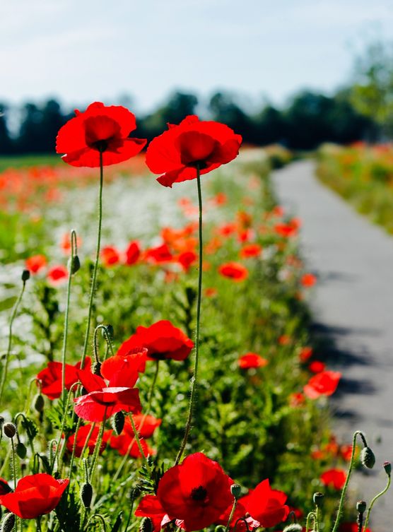 Manche halten Blühstreifen für Manche halten Blühstreifen für