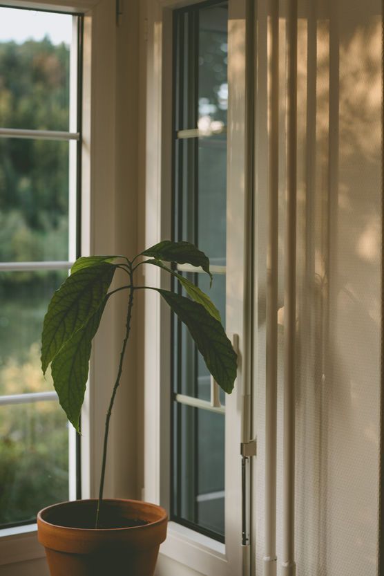 Avocado mit Aussicht Avocado mit Aussicht