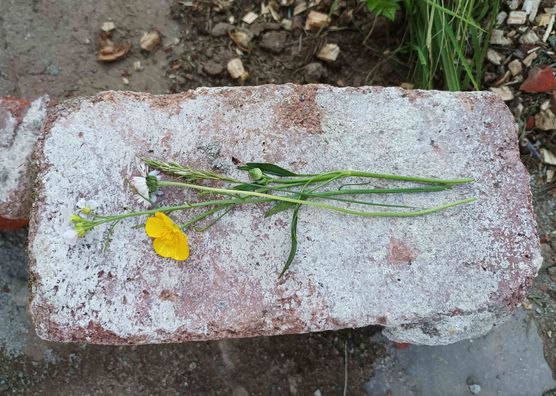 Bild von IdaEmmama Bild von IdaEmmama