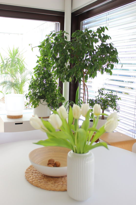 Mein kleiner urban jungle... Mein kleiner urban jungle...