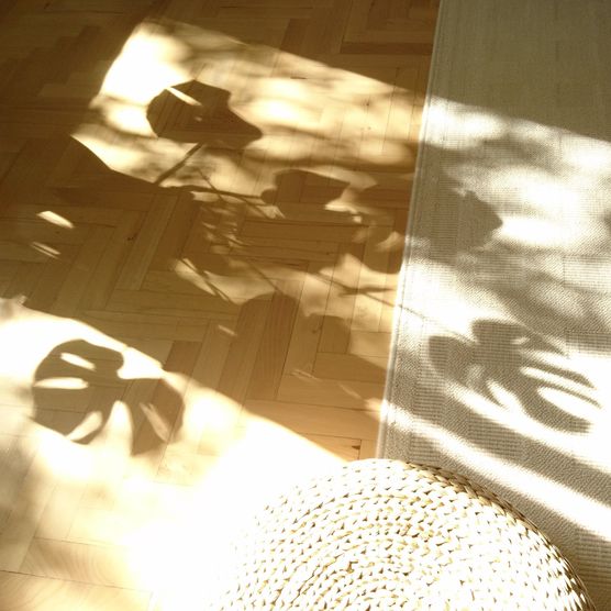 Pflanze und Licht. Habt Pflanze und Licht. Habt