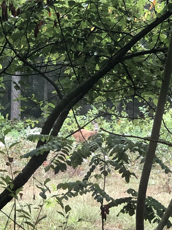 Bambi am Morgen vertreibt Bambi am Morgen vertreibt