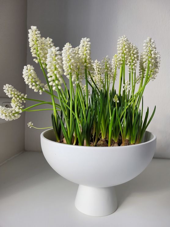 Ich wollte die Muscari Ich wollte die Muscari