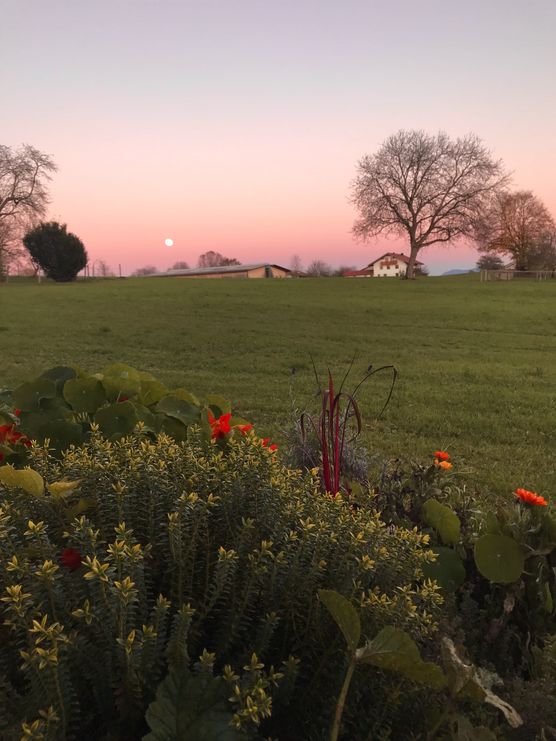 Vollmond im Novembergarten 🍁🧡 Vollmond im Novembergarten 🍁🧡