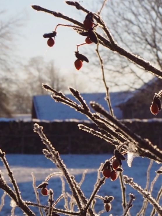 Wintergarten ❄️♥️ Wintergarten ❄️♥️
