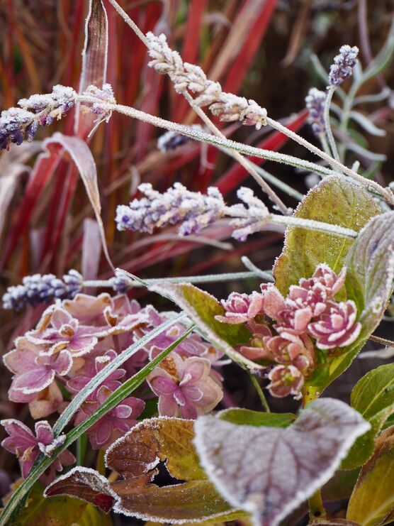 Hauchzarter Zuckerguss im Wintergarten Hauchzarter Zuckerguss im Wintergarten