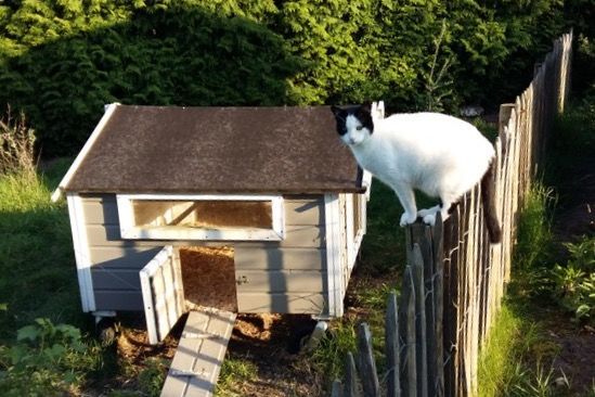 Maja auf dem Zaun Maja auf dem Zaun