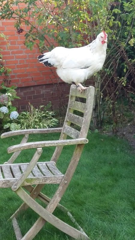 Huhn auf dem Stuhl Huhn auf dem Stuhl
