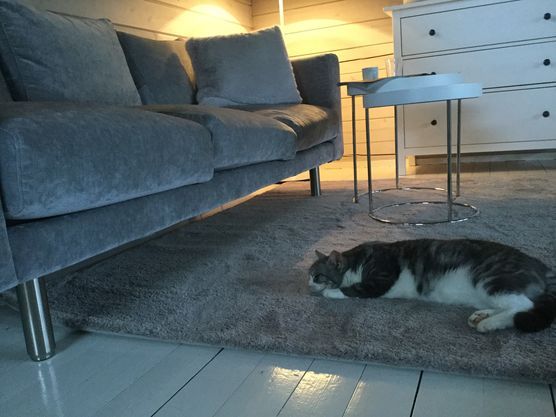 Leni mag den neuen Teppich Leni mag den neuen Teppich