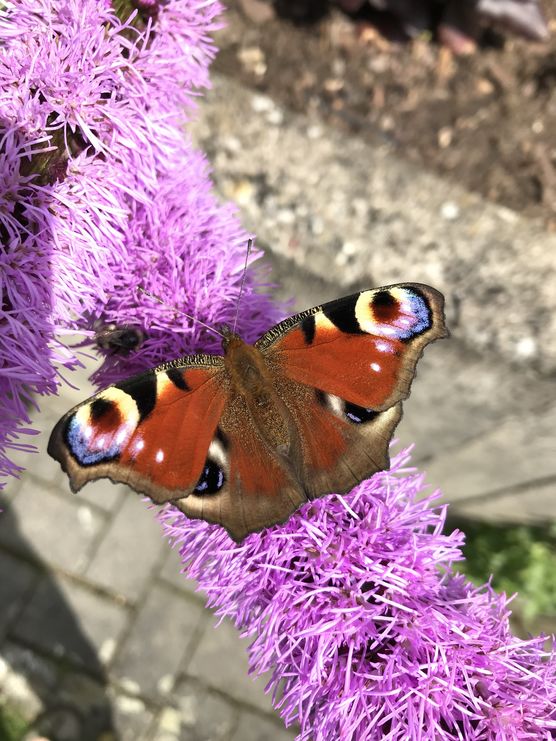 Ein kleines Wunder der Ein kleines Wunder der