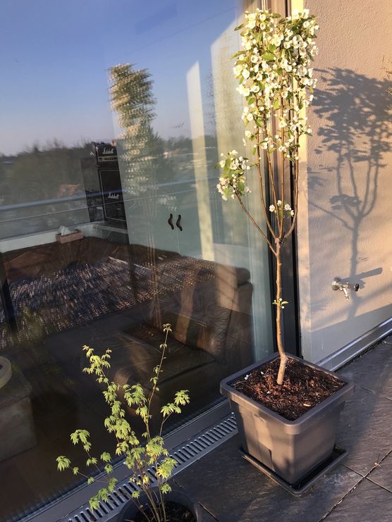 Der Birnbaum blüht über Der Birnbaum blüht über