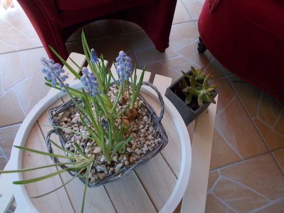 es blüht endlich etwas es blüht endlich etwas