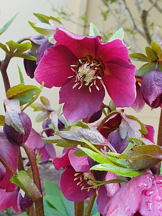 Frühling kommt bald Frühling kommt bald