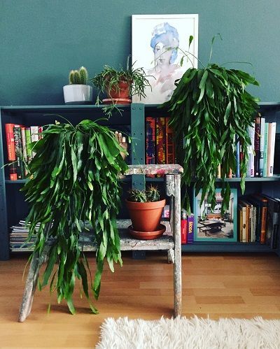 Grünes Zuhause Grünes Zuhause