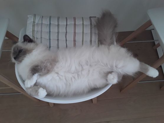 Liebe SLI-Community, das Café Liebe SLI-Community, das Café