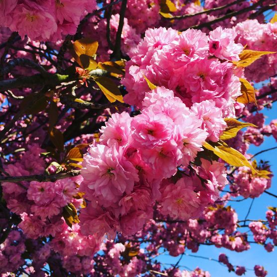 Eigentlich bin ich nicht Eigentlich bin ich nicht