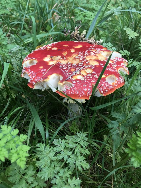 Ein #popofcolour am Wegesrand. Ein #popofcolour am Wegesrand.