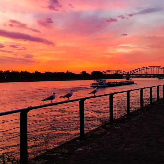 Arbeitsweg am Rhein - Arbeitsweg am Rhein -