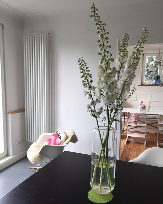 Delphinium Delphinium