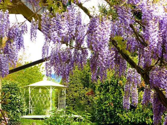 Mein Garten im Blauregen Mein Garten im Blauregen