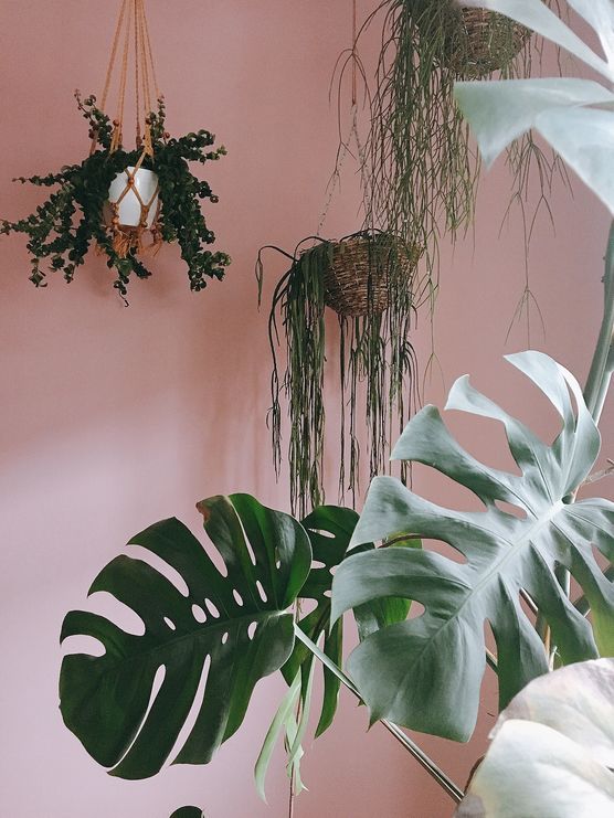 Einmal bitte rosa. Einmal bitte rosa.