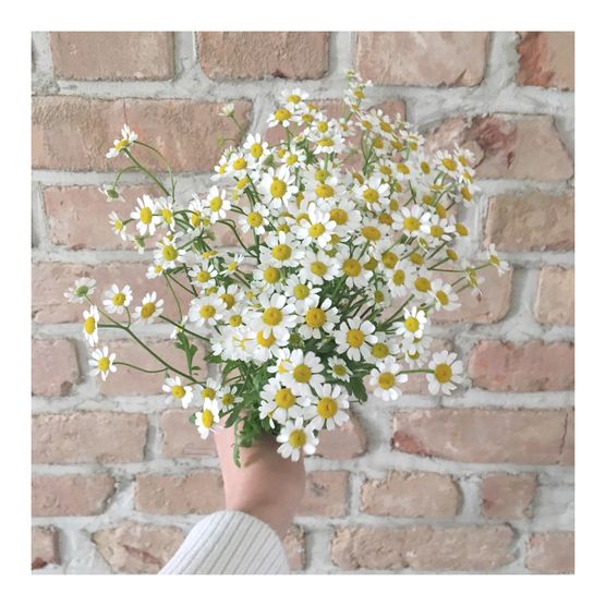 Frühling im Wohnzimmer Frühling im Wohnzimmer