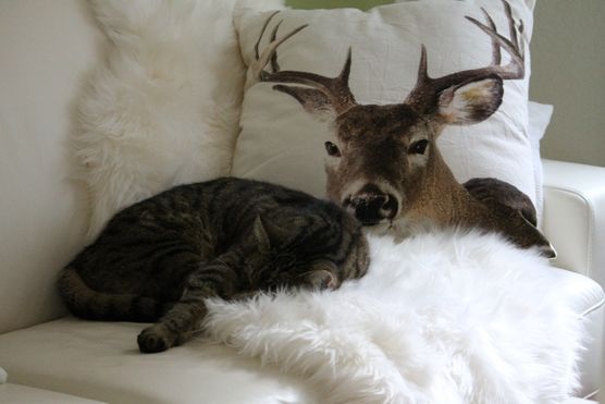 Kuschel-Zeit Kuschel-Zeit