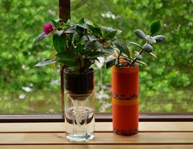 Kein grüner Daumen? Bau dir ein Bewässerungssystem aus einer Glasflasche!