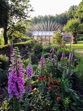 Im Garten mit … Mitglied Katieshome: „Ein bisschen blühendes Unkraut ist wertvoller als jedes sterile Kiesbeet mit zwei Buchskugeln.“