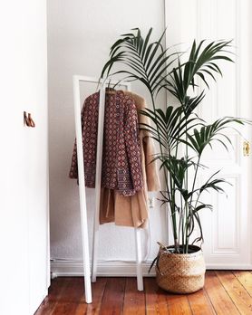 (K)ein grüner Daumen: Pflegeleichte Zimmerpflanzen