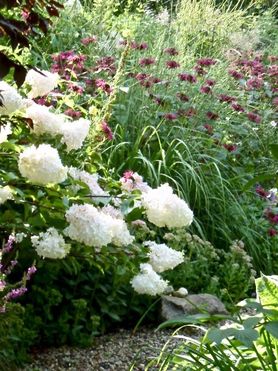 Die Indianernessel "Gewitterwolke" kennt