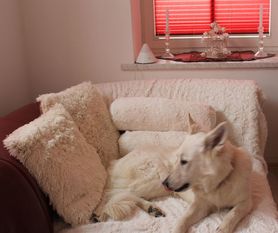 Kissen und Decke passend zum Hund ;-)