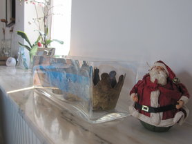 Weihnachten 2011