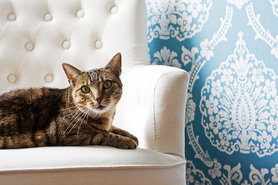 Wer sitzt zuerst drauf?! Natürlich er!