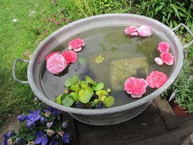 Seerosen im Schafspelz