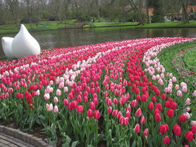 Tulpen, Tulpen und noch mal Tulpen