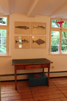 Fischbilder