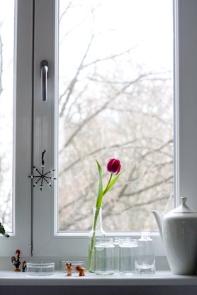 Tulpe
