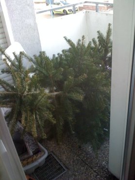 oh tannenbaum im februar