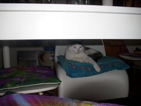 seppi auf verner panton