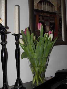 frische Tulpen II